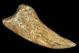 Bargain, Theropod Claw - Hell Creek Formation #112952-1